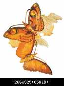 rene-lalique-pic34-line